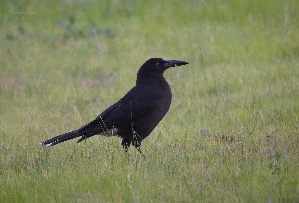 Gray Currawong - ML492317441