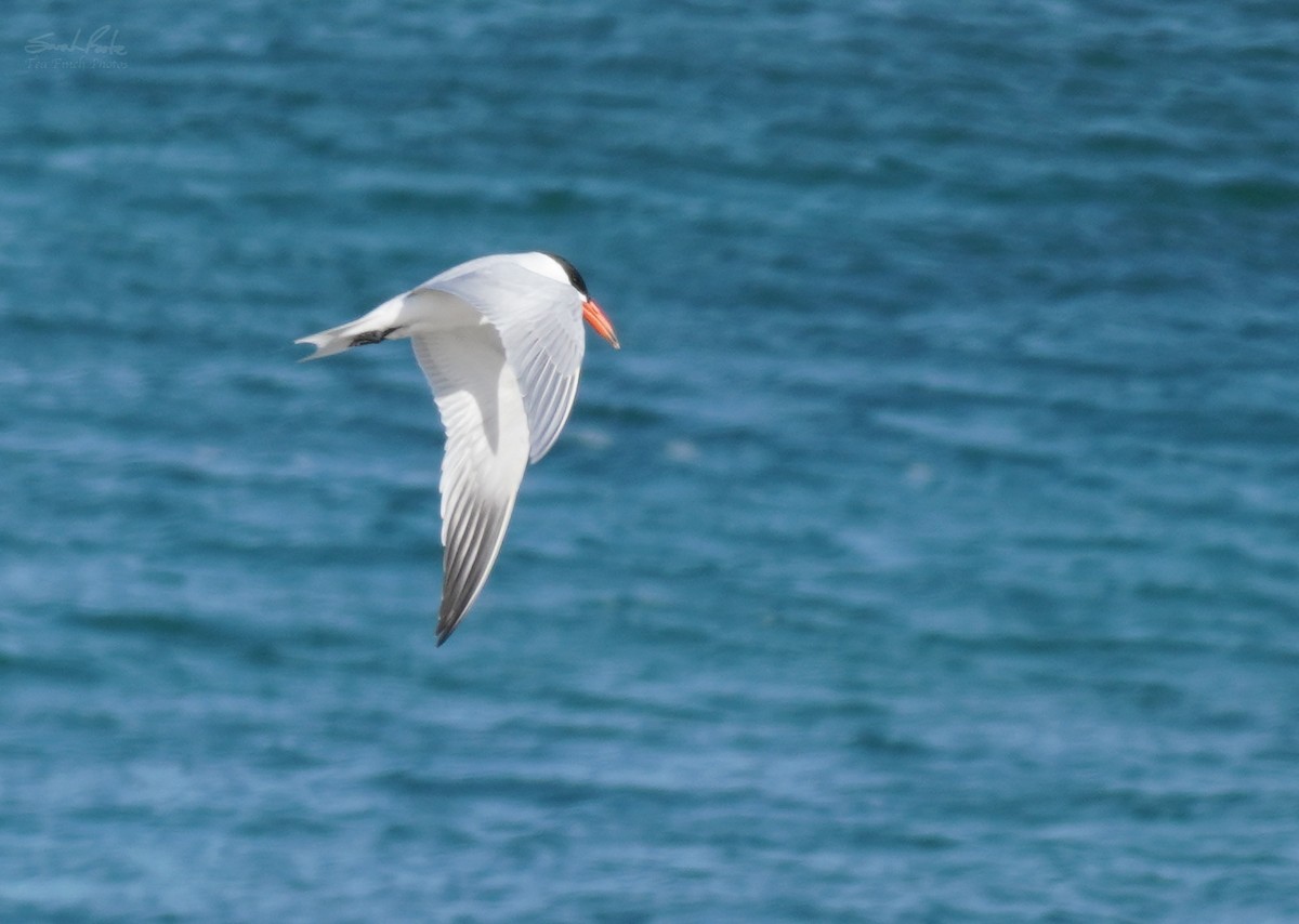 Caspian Tern - ML492317751