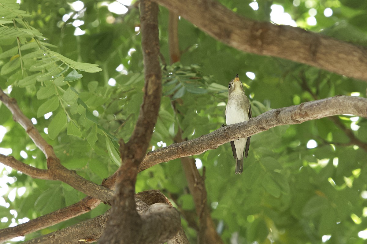 Asian Brown Flycatcher - Supawit Srethbhakdi