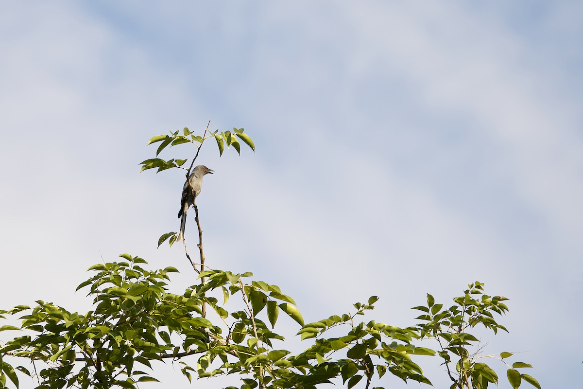 Drongo Cenizo (grupo leucophaeus) - ML492319571