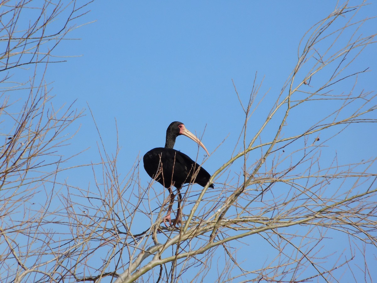 ibis tmavý - ML492319651