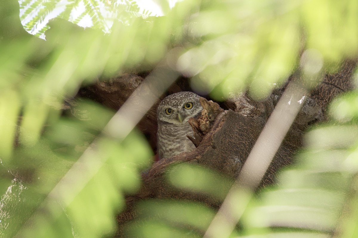 Spotted Owlet - Supawit Srethbhakdi