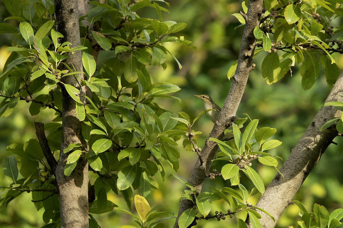 Arctic/Kamchatka Leaf Warbler - Supawit Srethbhakdi