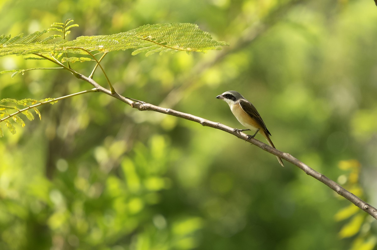 Brown Shrike (Philippine) - Supawit Srethbhakdi