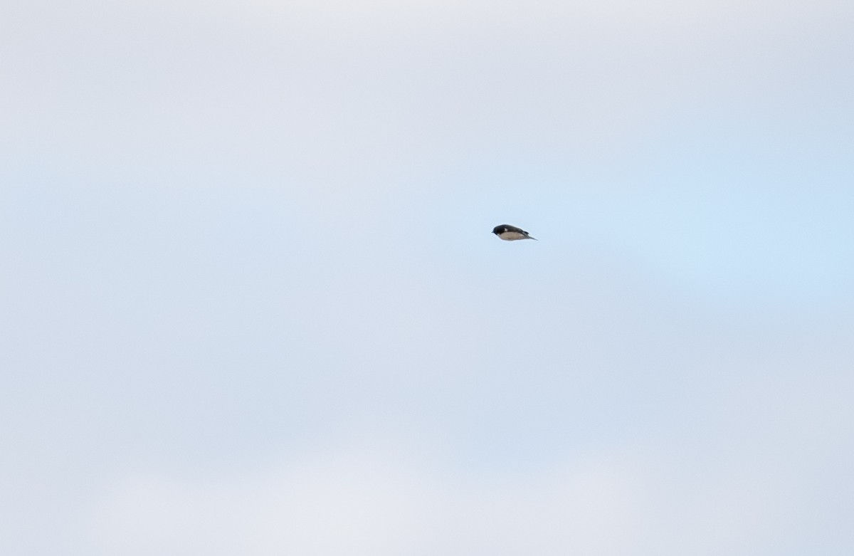 Black-throated Blue Warbler - ML492320511