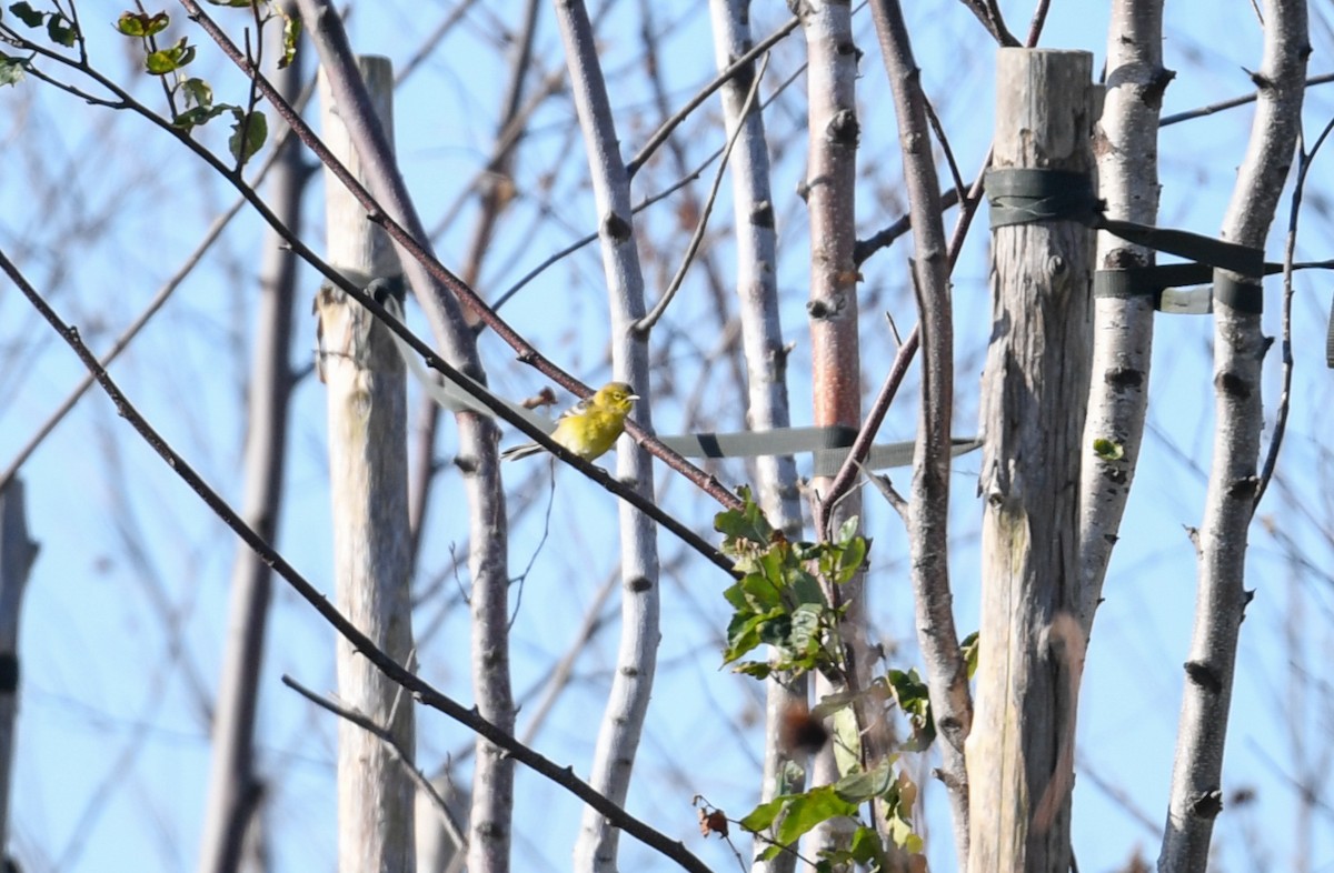 סבכון אורנים - ML492320551