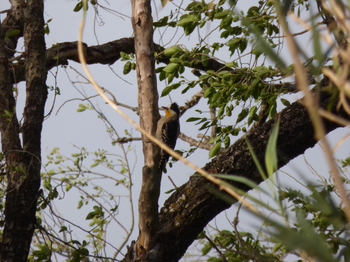 White-fronted Woodpecker - ML492320901