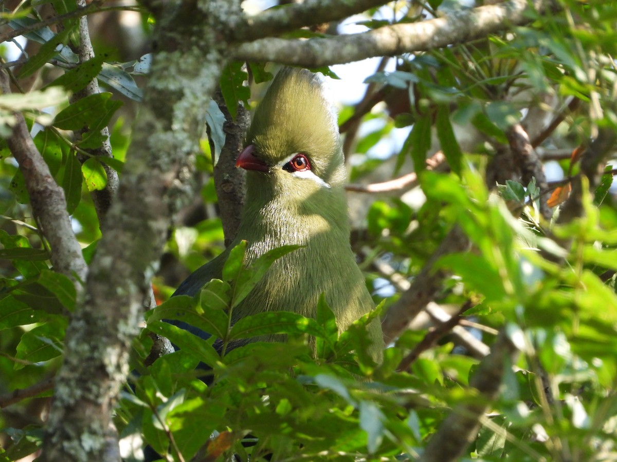 Knysna Turaco - ML492320921