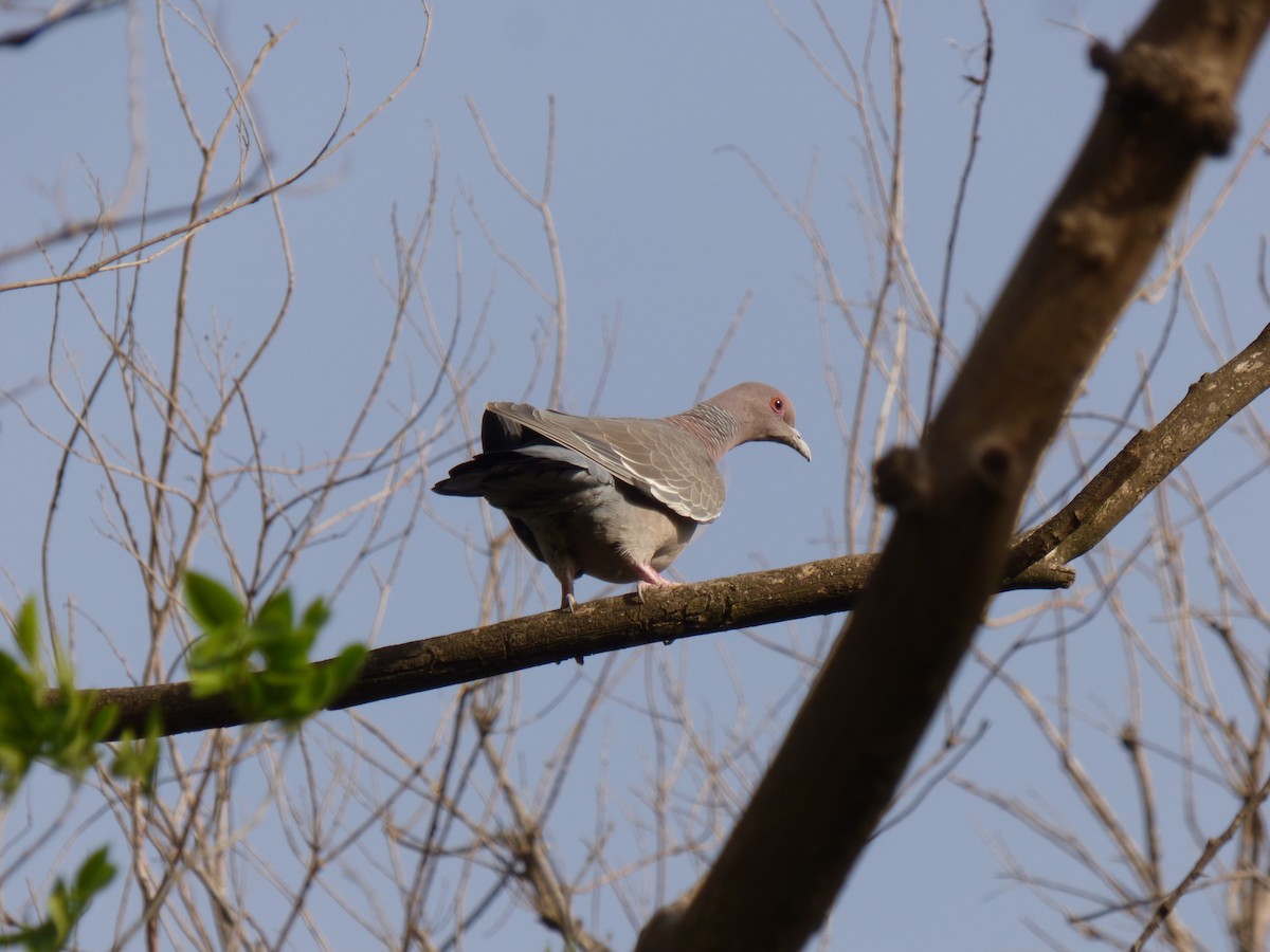 Picazuro Pigeon - ML492320941