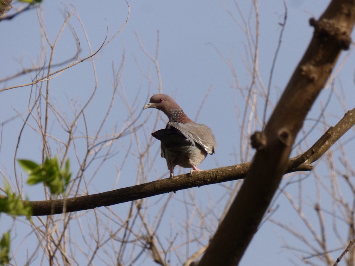 Picazuro Pigeon - ML492320951
