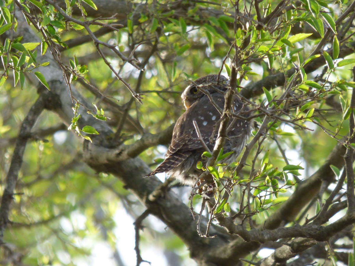 Ferruginous Pygmy-Owl - ML492321051