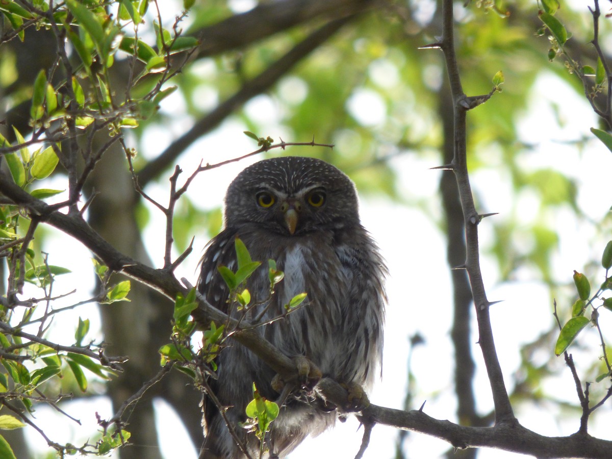 Ferruginous Pygmy-Owl - ML492321061