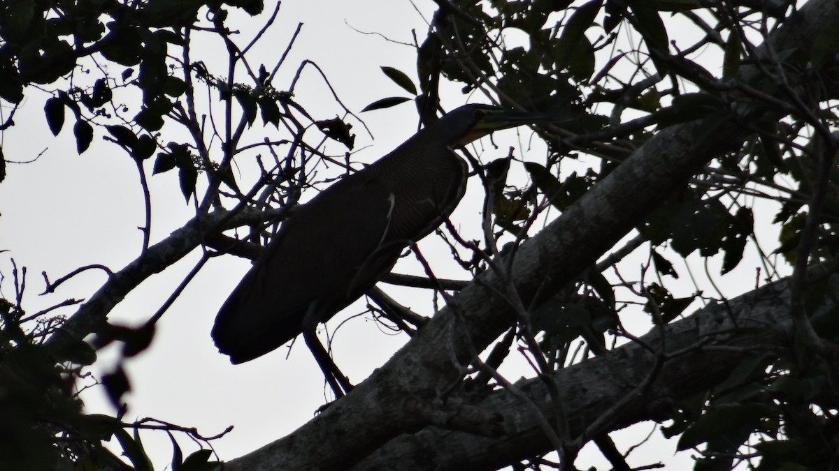 Bare-throated Tiger-Heron - ML49232111