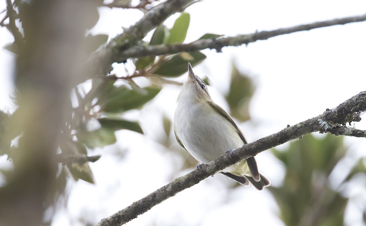 Red-eyed Vireo - ML492322251