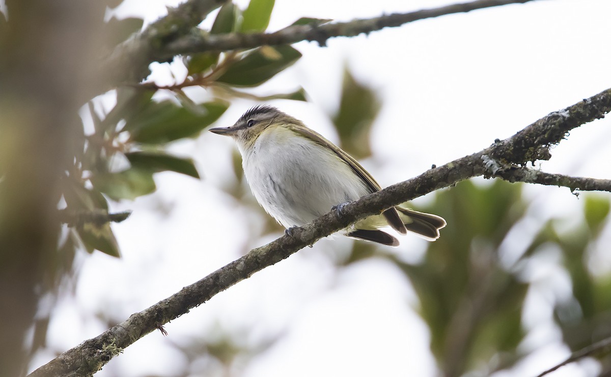 Red-eyed Vireo - ML492322261