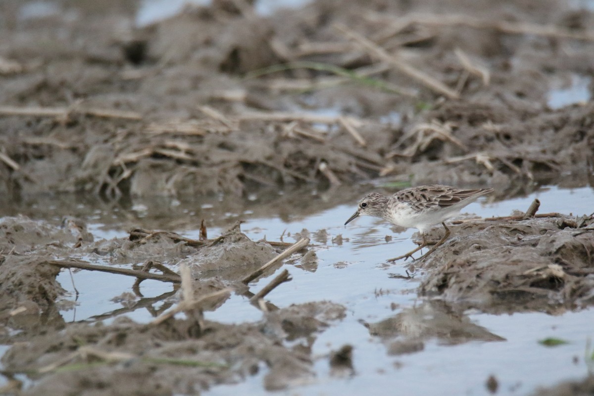 Long-toed Stint - ML492322731