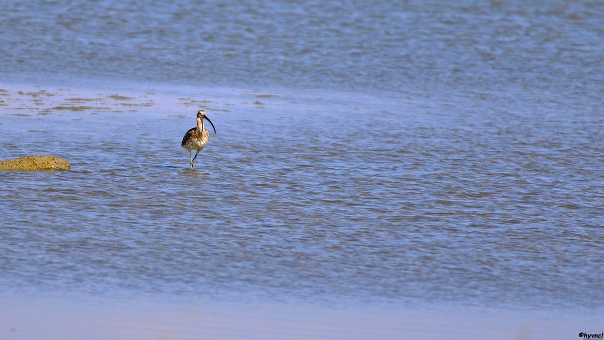 Eurasian Curlew - ML492322751