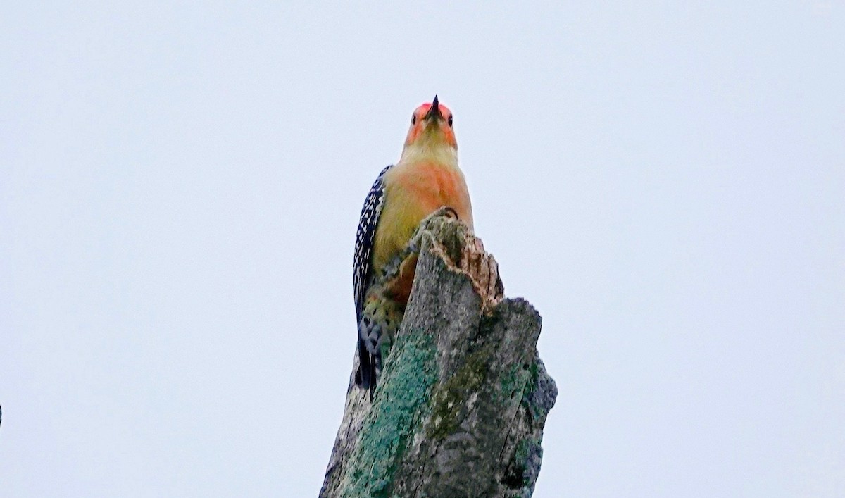 Red-bellied Woodpecker - Andy N
