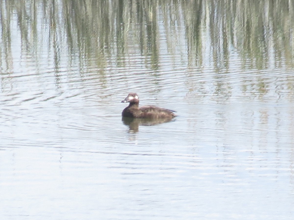 White-winged Scoter - ML492324181