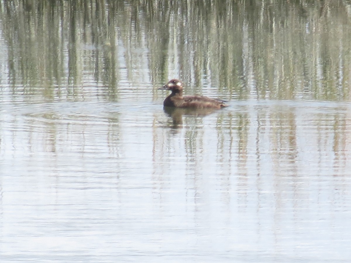 White-winged Scoter - ML492324221