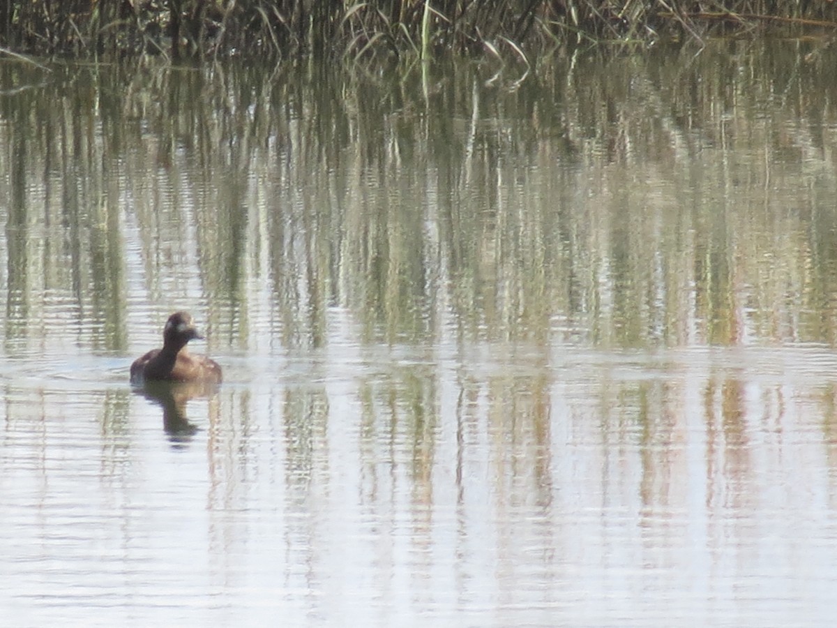 White-winged Scoter - ML492324271