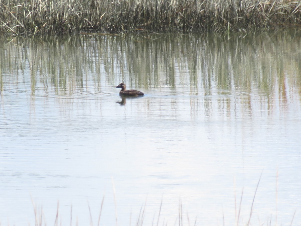 White-winged Scoter - ML492324301