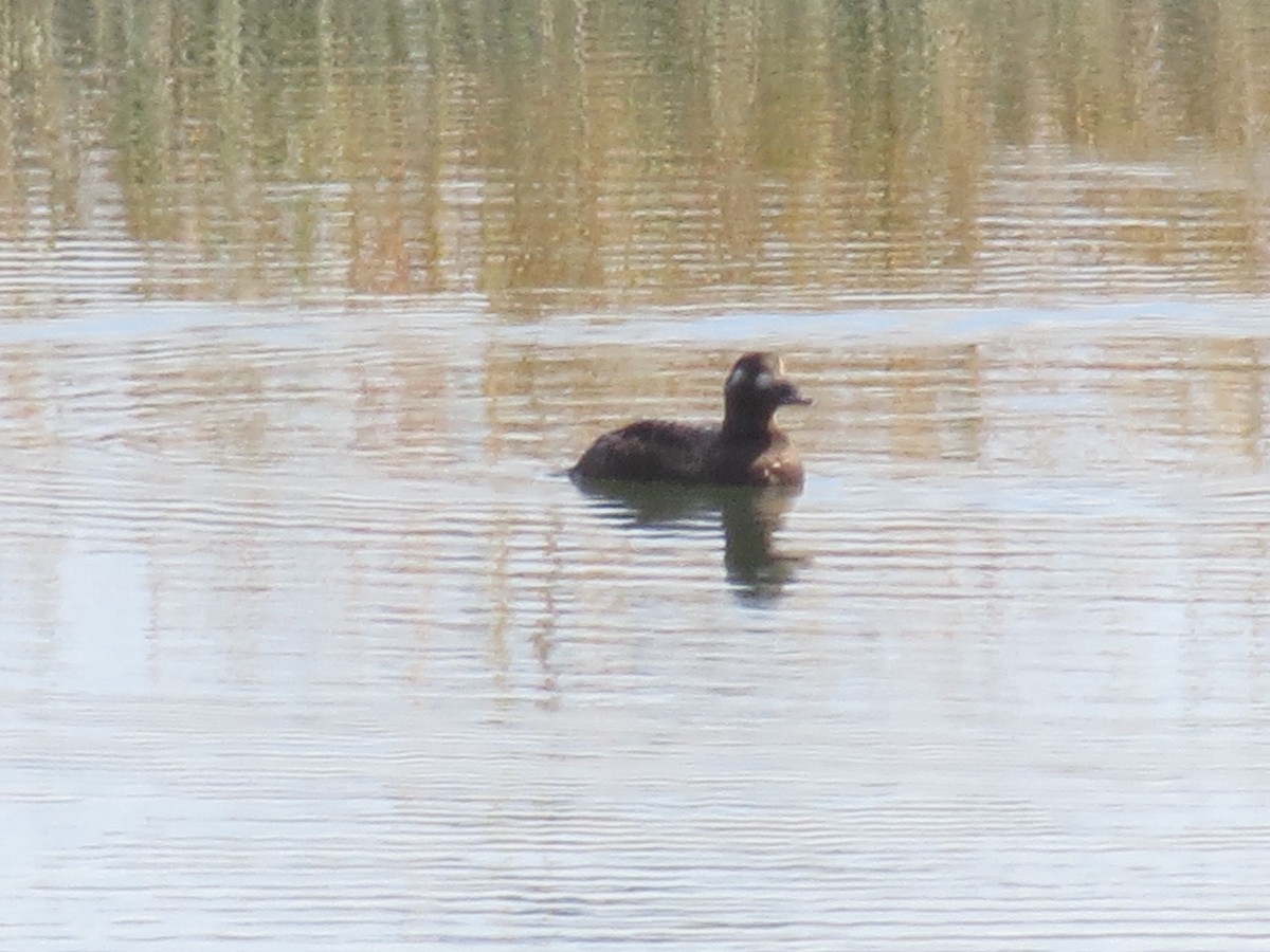 White-winged Scoter - Reed W