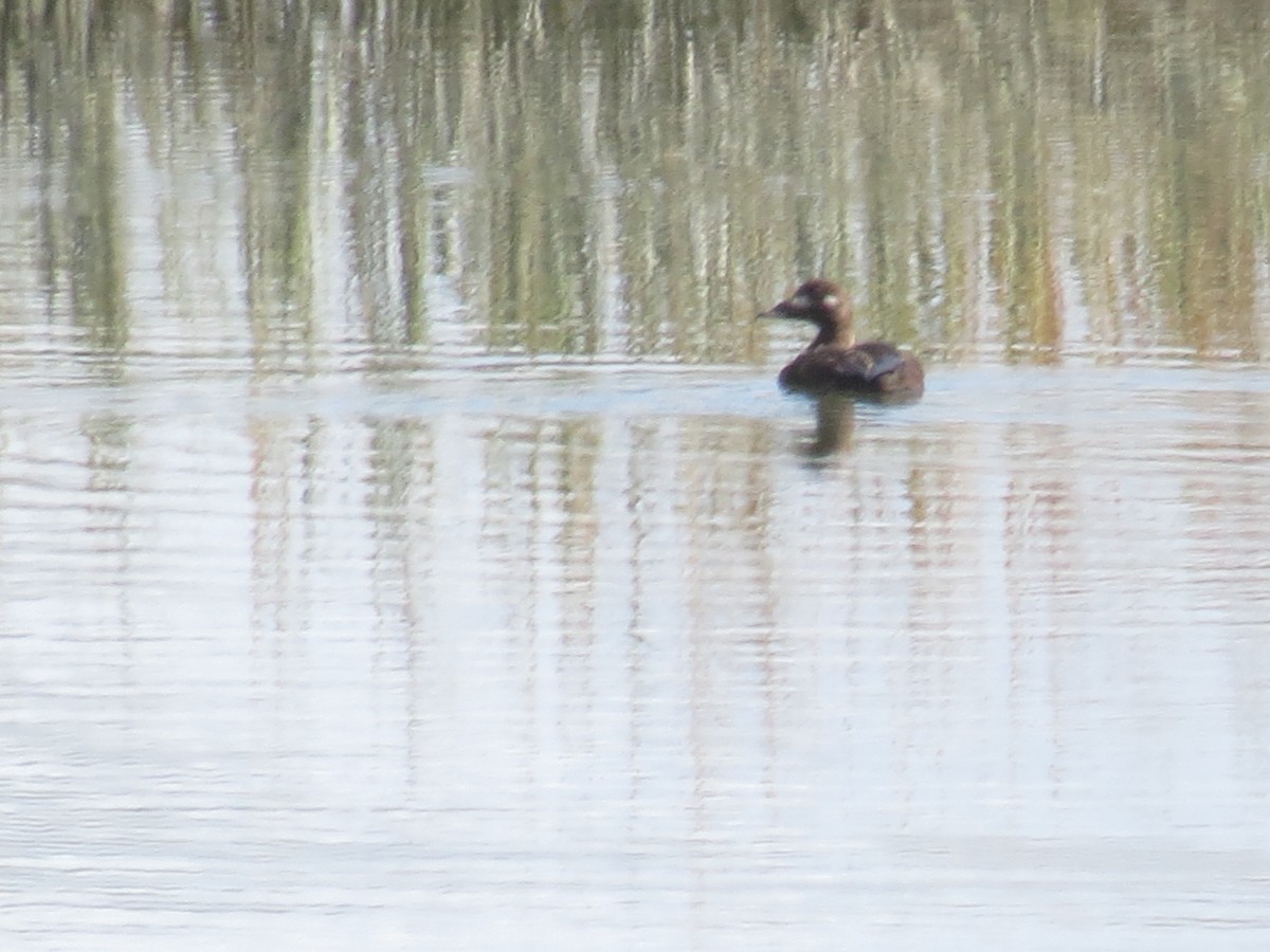 White-winged Scoter - ML492324321