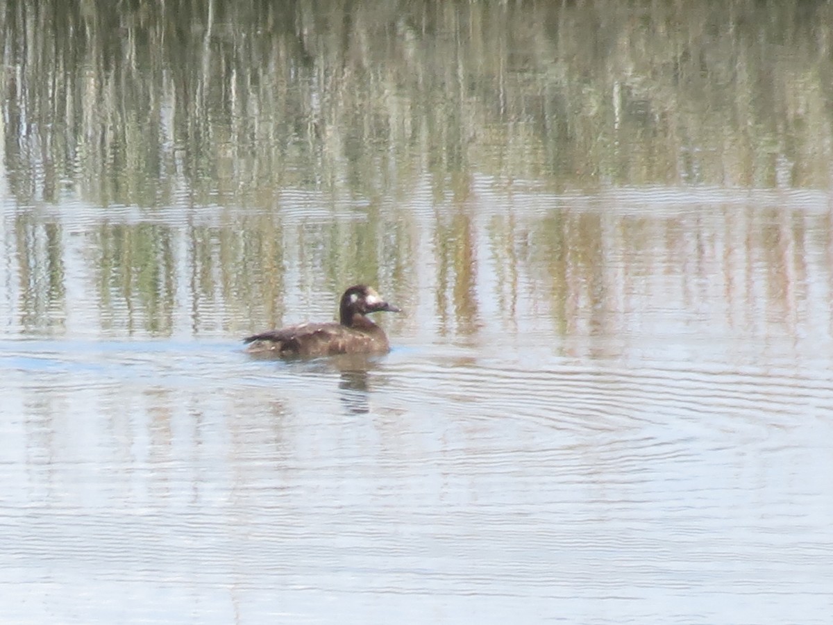 White-winged Scoter - ML492324331