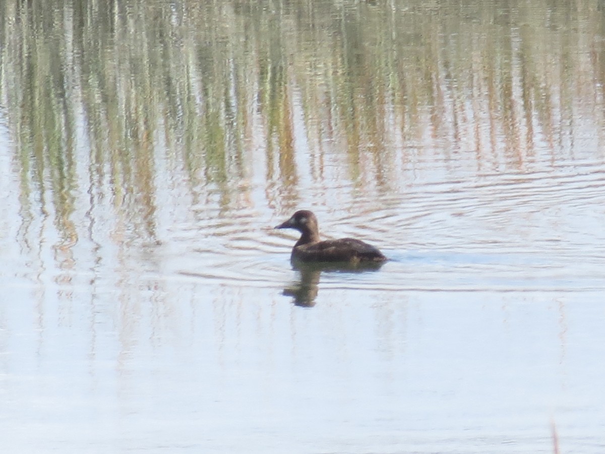 White-winged Scoter - ML492324341