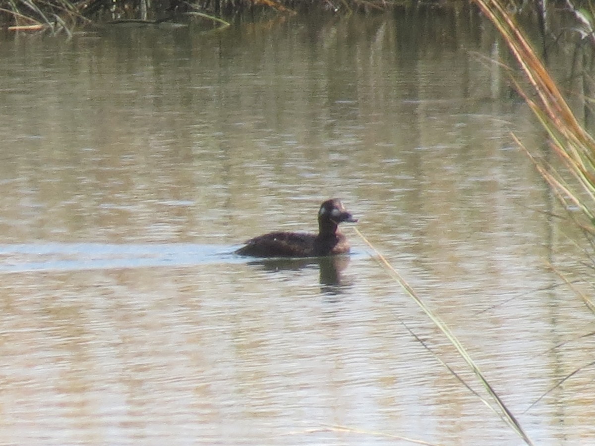 White-winged Scoter - ML492324351