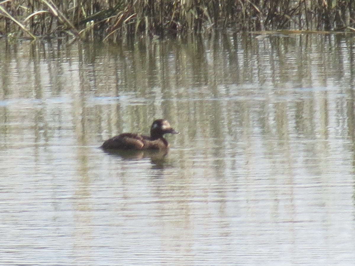 White-winged Scoter - ML492324621