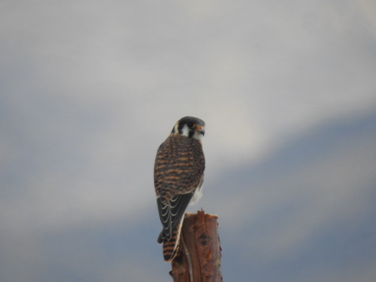 American Kestrel - ML492325541