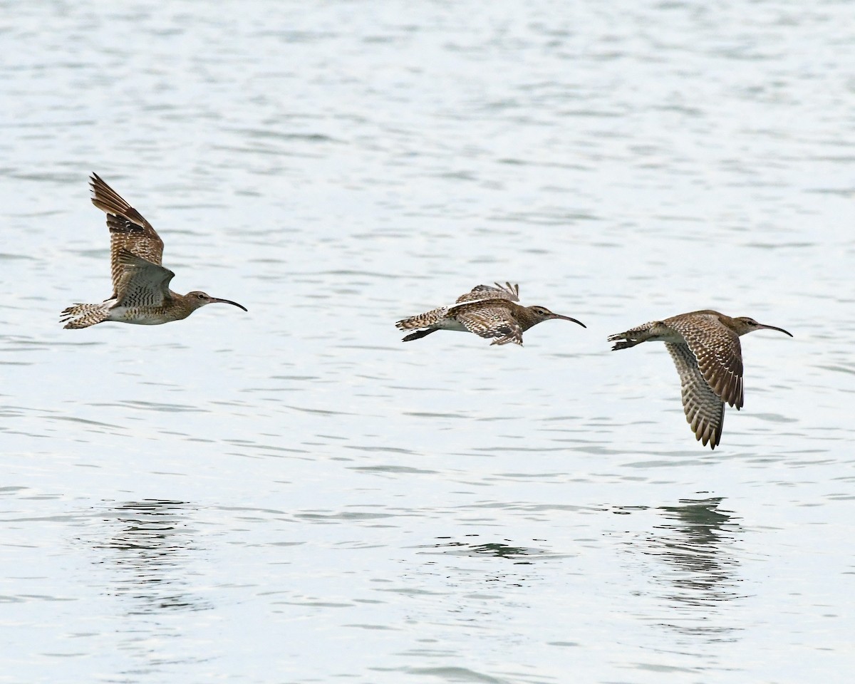 Whimbrel - THIKANNA G