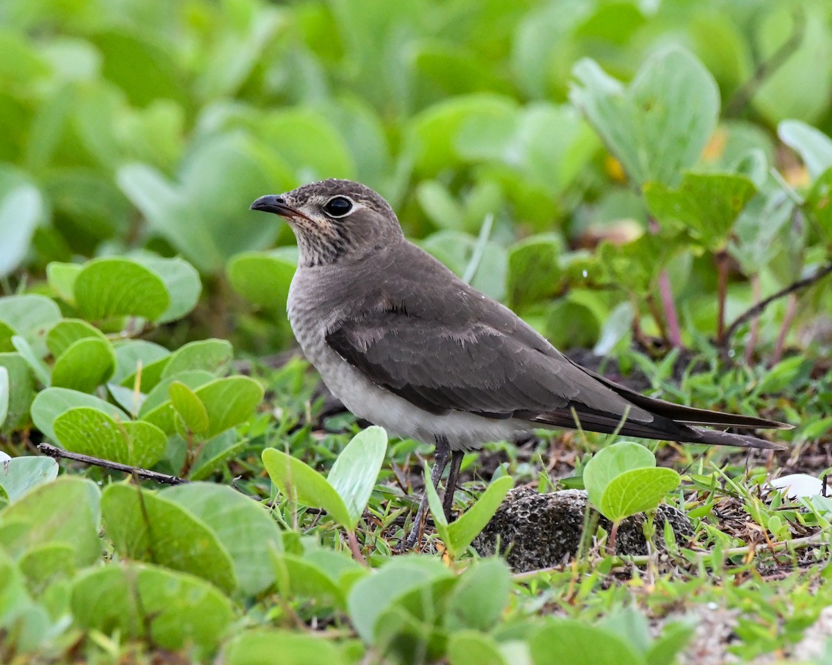 Oriental Pratincole - ML492325651