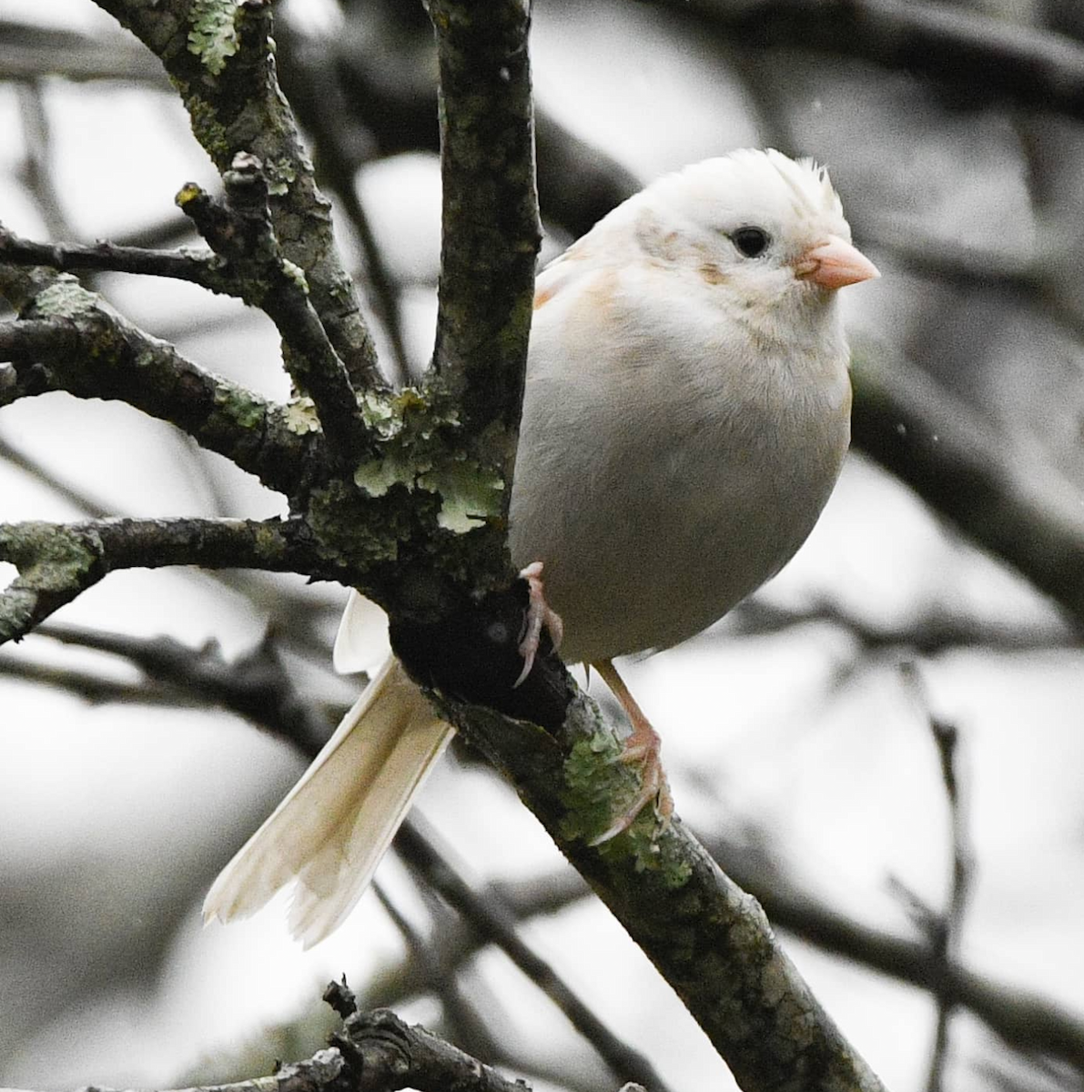 Dark-eyed Junco - Liling Warren