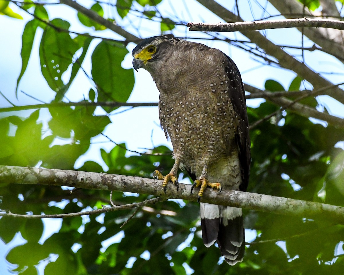 Crested Serpent-Eagle - ML492326391