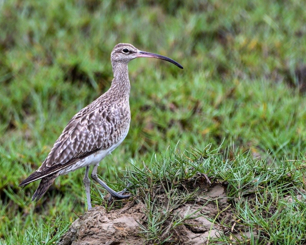 Regenbrachvogel - ML492326731