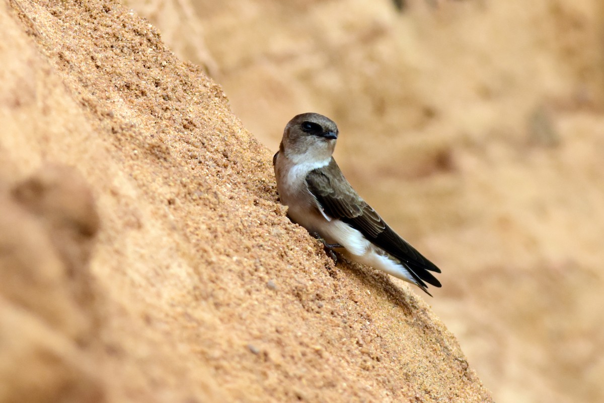 Pale Martin - ML492326841