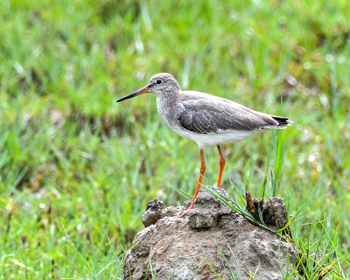 Common Redshank - ML492326921