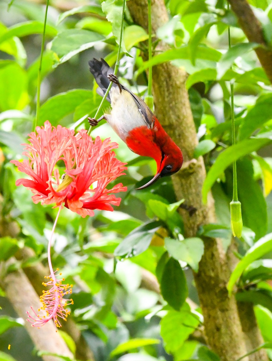 Crimson Sunbird - THIKANNA G