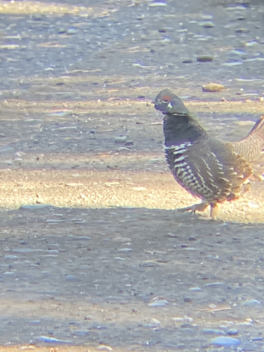 Spruce Grouse - ML492327221