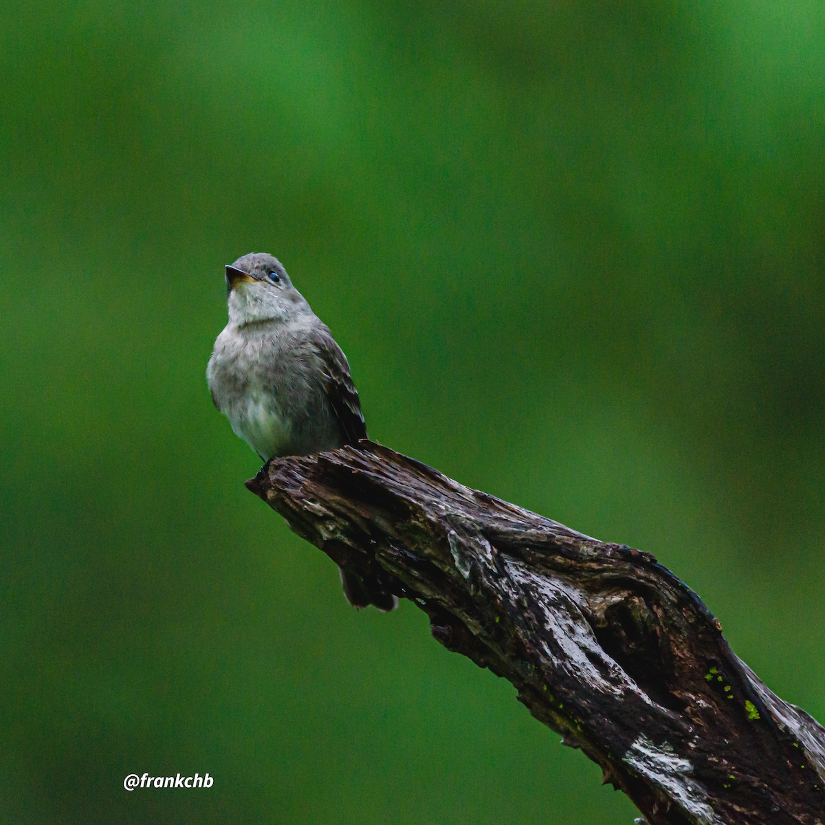 Western Wood-Pewee - ML492327301