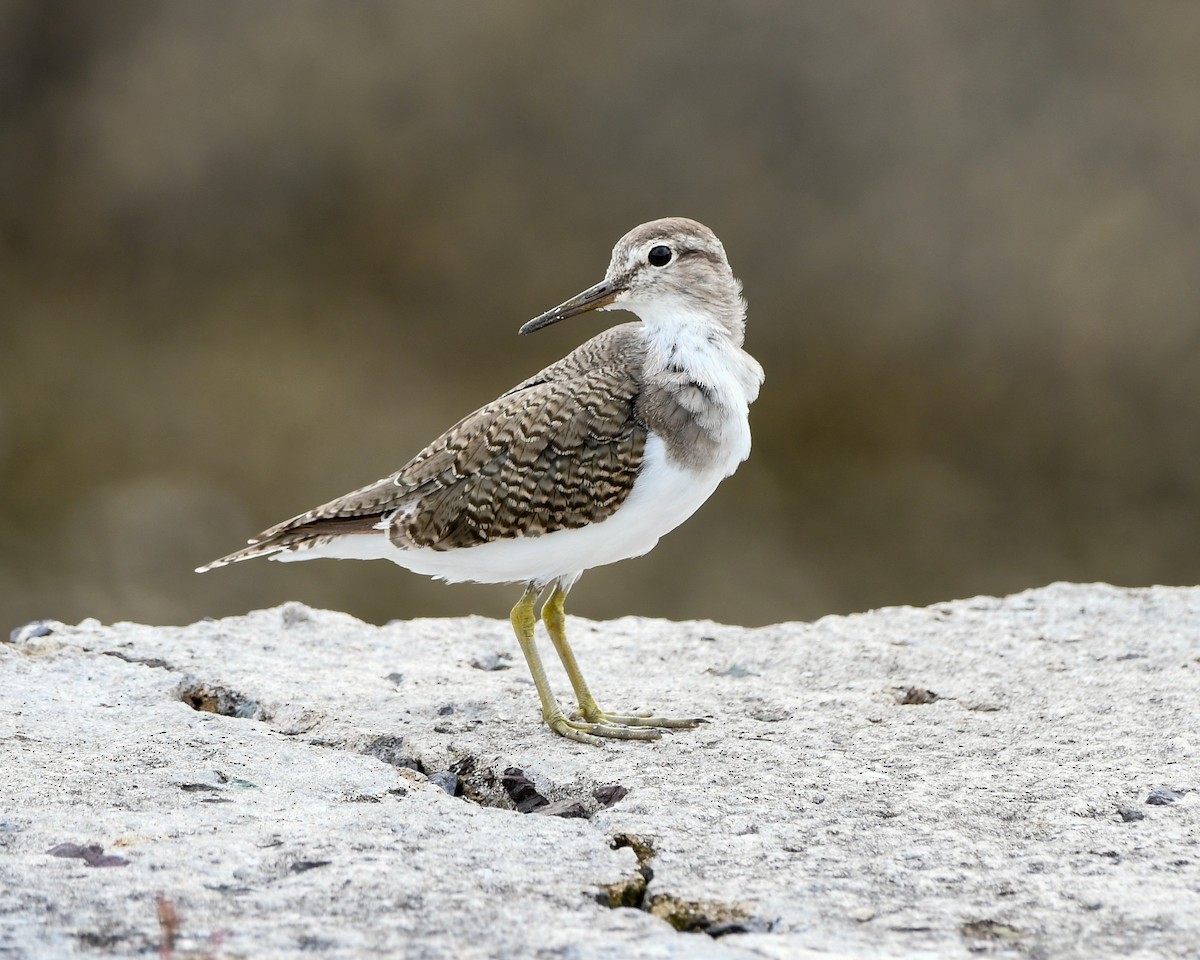 Common Sandpiper - ML492327661