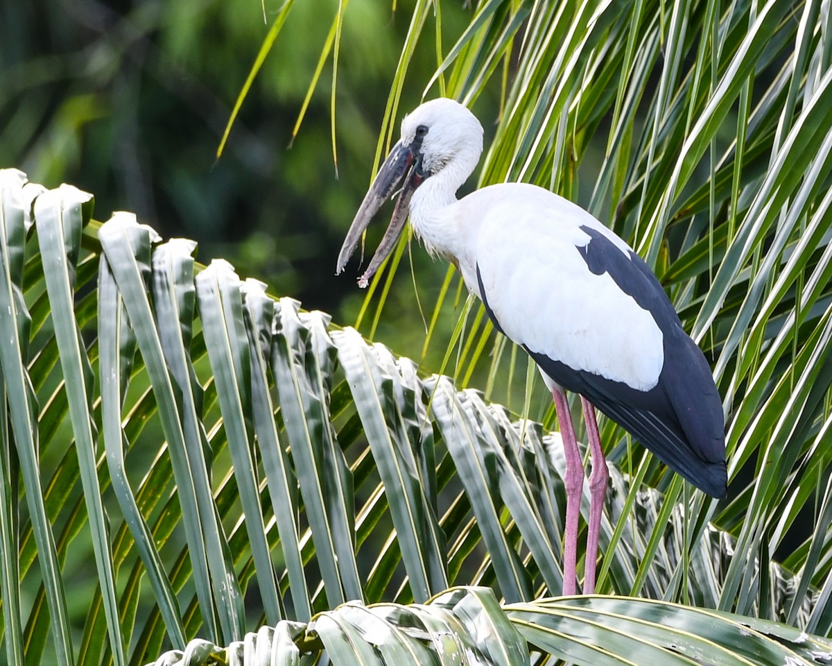 Asian Openbill - ML492327821