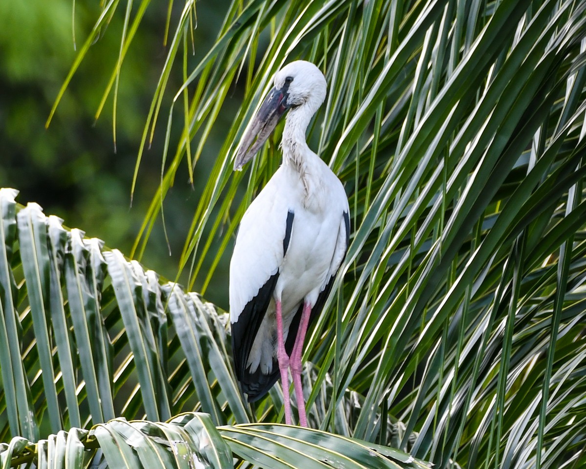 Asian Openbill - ML492327831