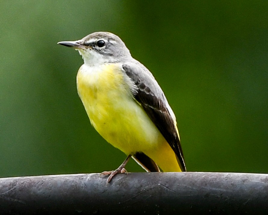 Gray Wagtail - ML492327921