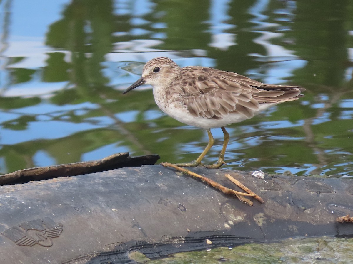 Least Sandpiper - ML492330041