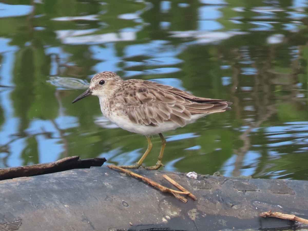 Least Sandpiper - ML492330151