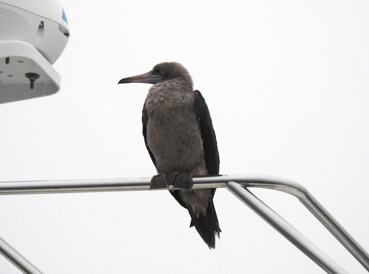 Red-footed Booby - ML492332811